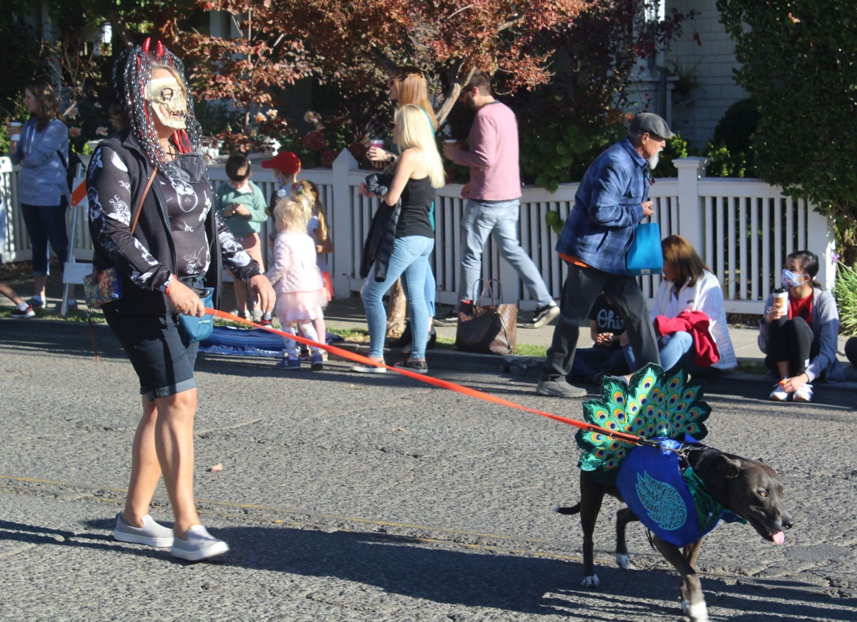 Pet Parade